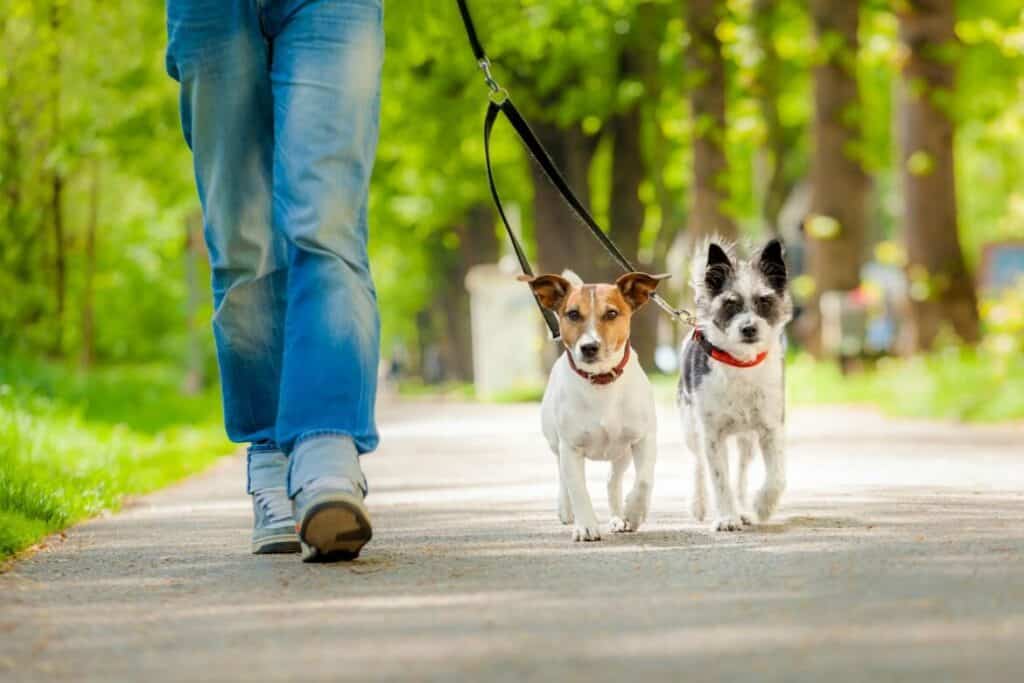 Walking dogs is a great way to earn money with lots of flexibility. It's very likely to make $1000 quickly by serving just a few customers a day.